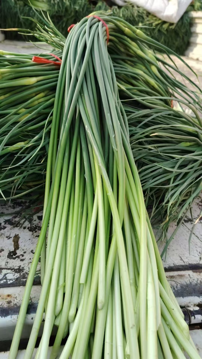 精品蒜苔白帽蒜薹山东蒜苔品质保证诚信经营价格美丽