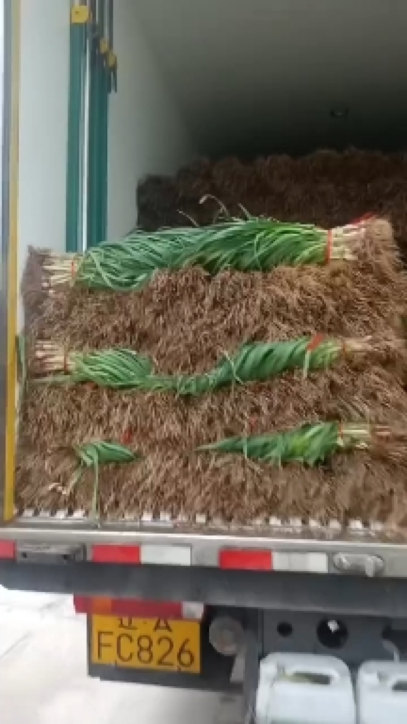 红根蒜苗
