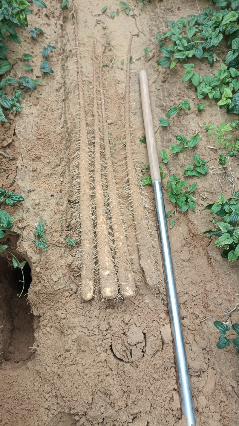 榆林紫药，白玉开始挖，大量出土，高质量价格低欢迎前来选够