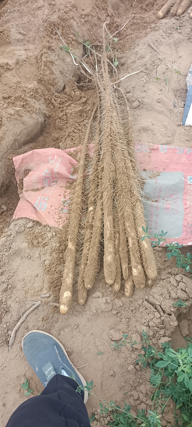 榆林紫药，白玉开始挖，大量出土，高质量价格低欢迎前来选够