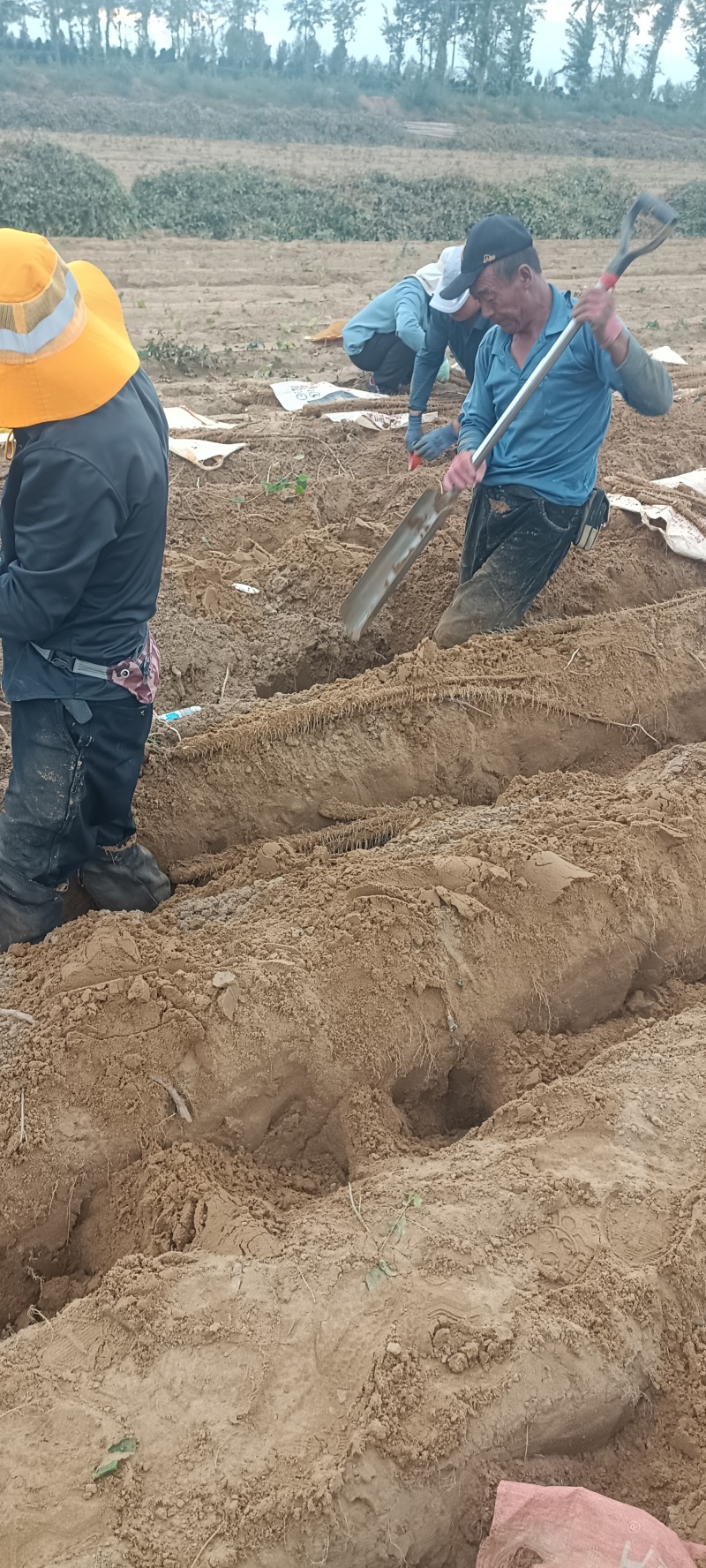 榆林紫药，白玉开始挖，大量出土，高质量价格低欢迎前来选够