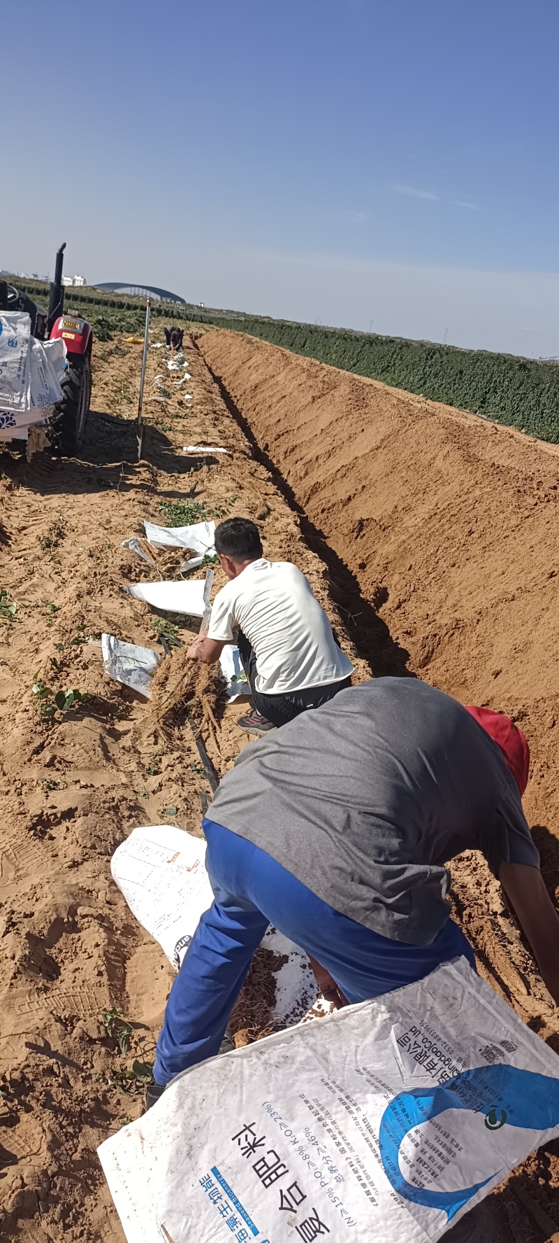榆林紫药，白玉开始挖，大量出土，高质量价格低欢迎前来选够