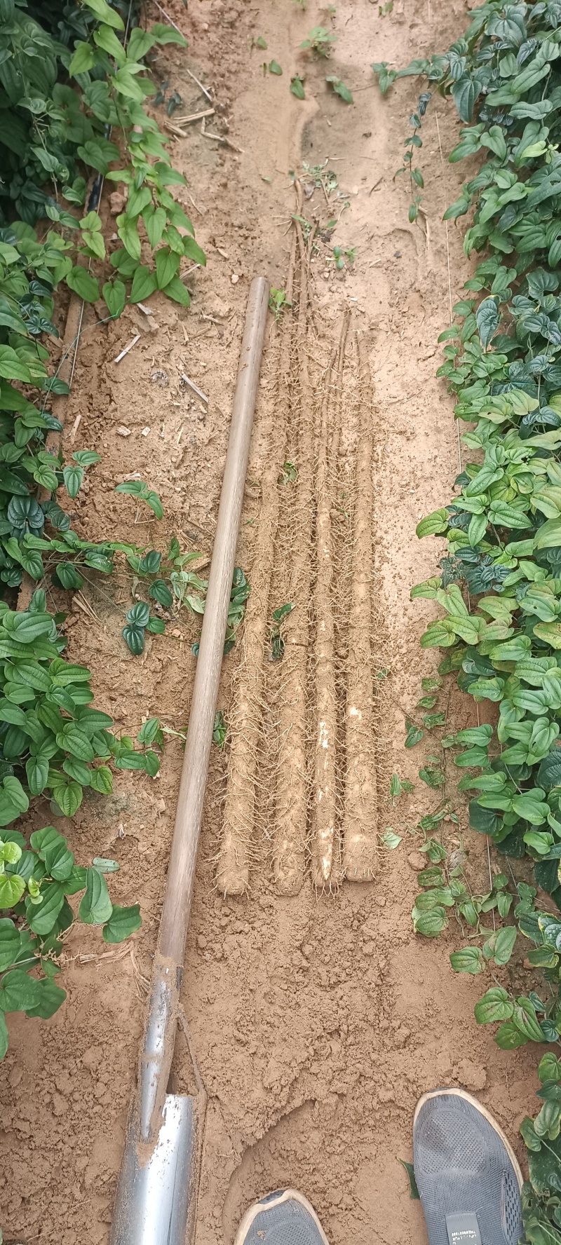 榆林紫药，白玉开始挖，大量出土，高质量价格低欢迎前来选够
