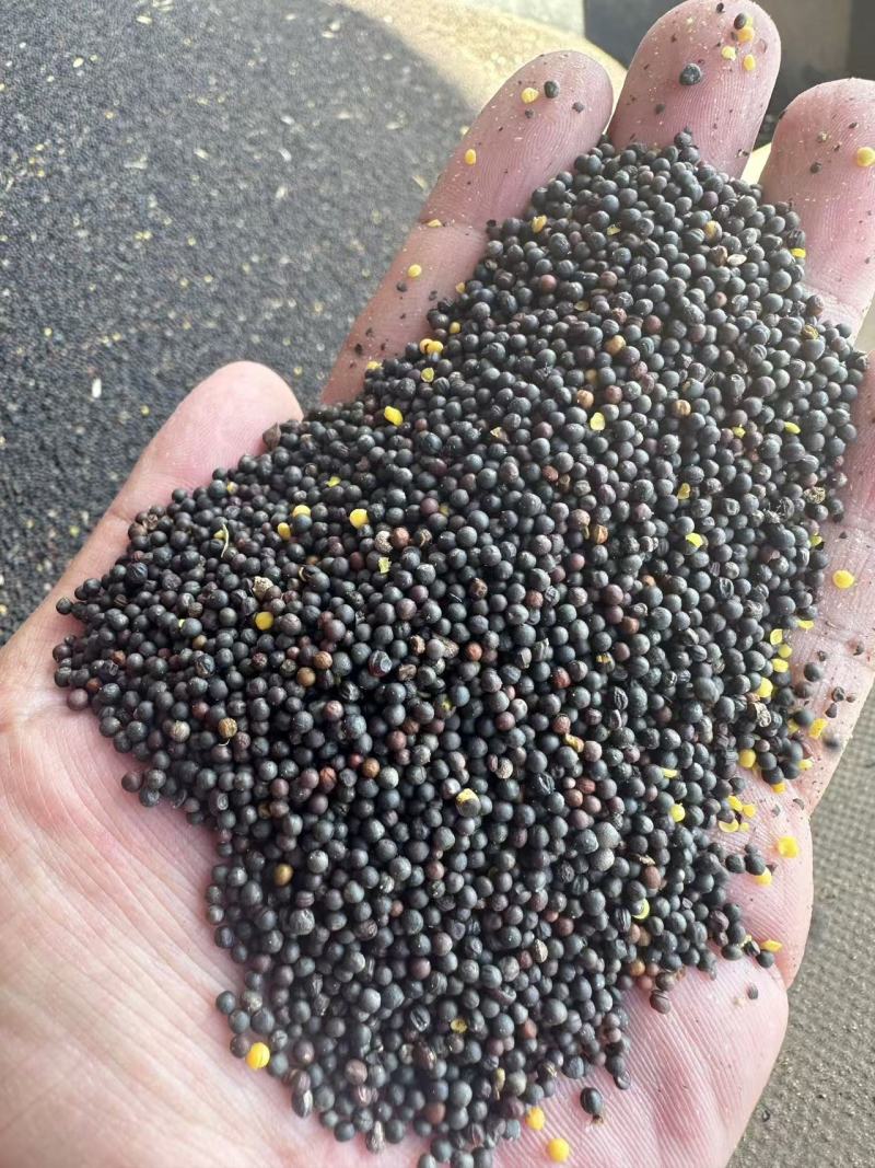 俄罗斯油菜籽大量供应代发全国品质保证一手货源