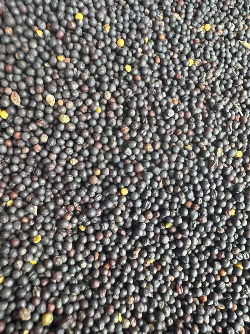 俄罗斯油菜籽大量供应代发全国品质保证一手货源