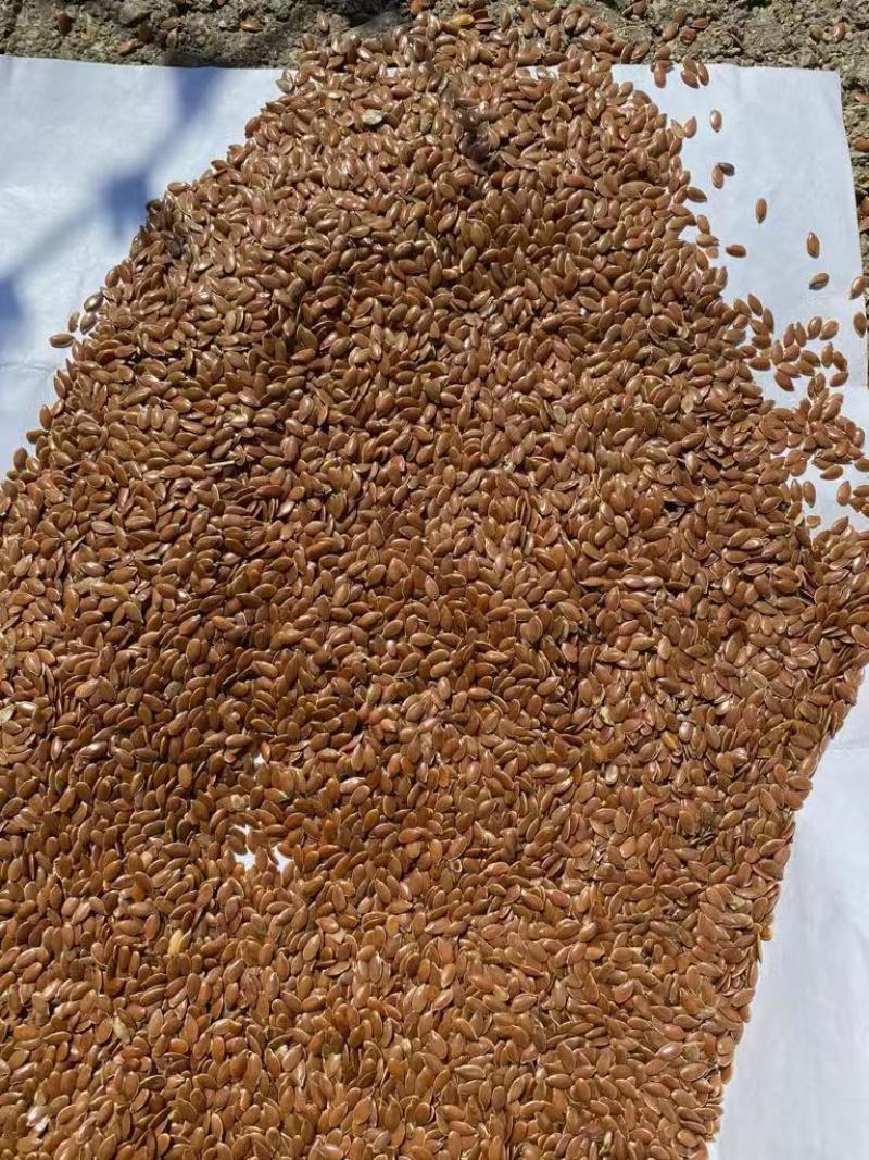 俄罗斯进口亚麻籽，含油45，杂质少，货源充足诚信经营