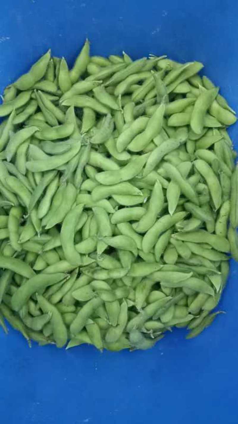 精品毛豆已大量上市