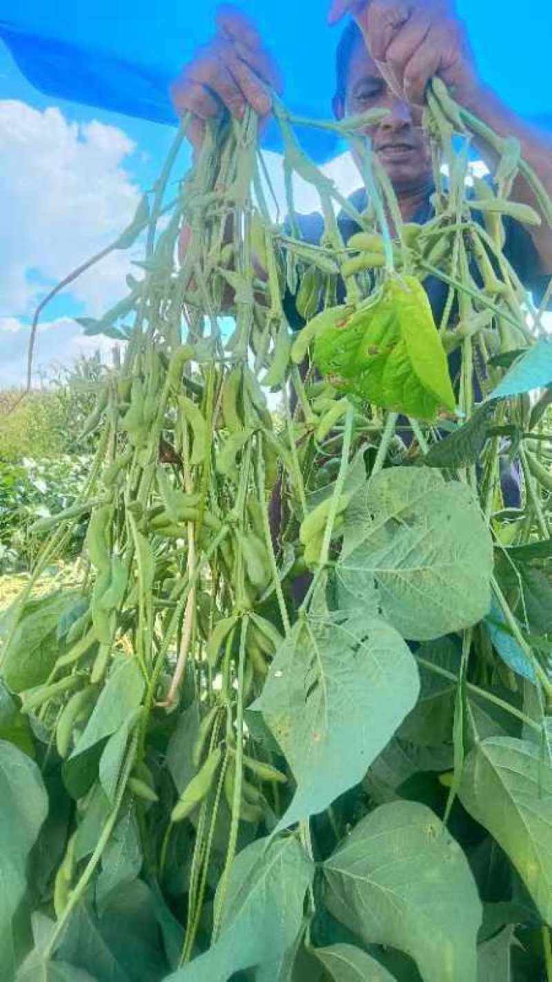精品毛豆已大量上市