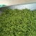 精品毛豆已大量上市