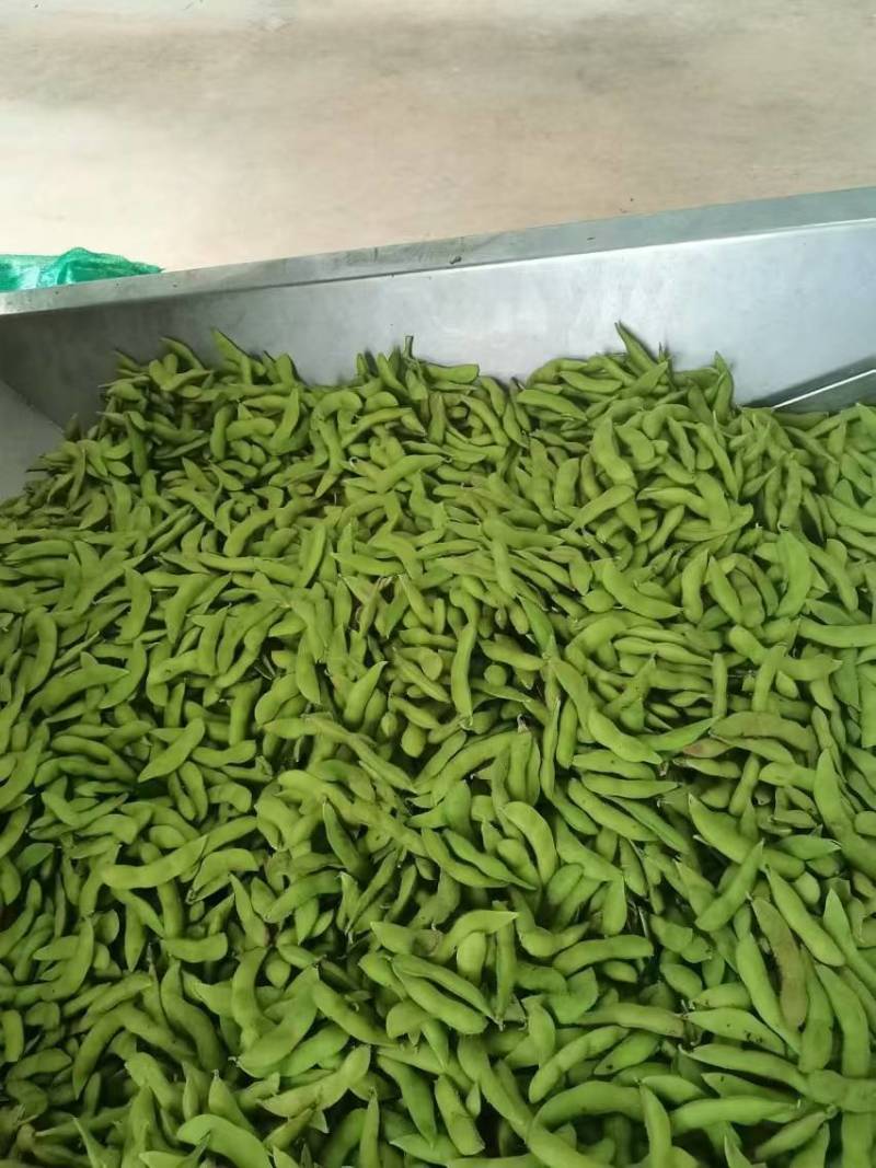 精品毛豆已大量上市