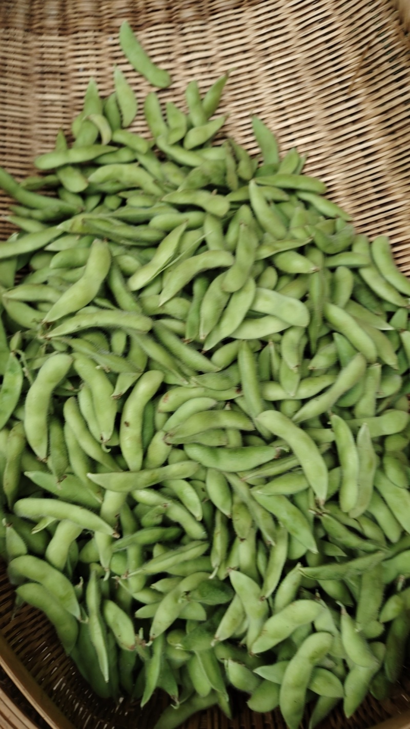 精品毛豆已大量上市