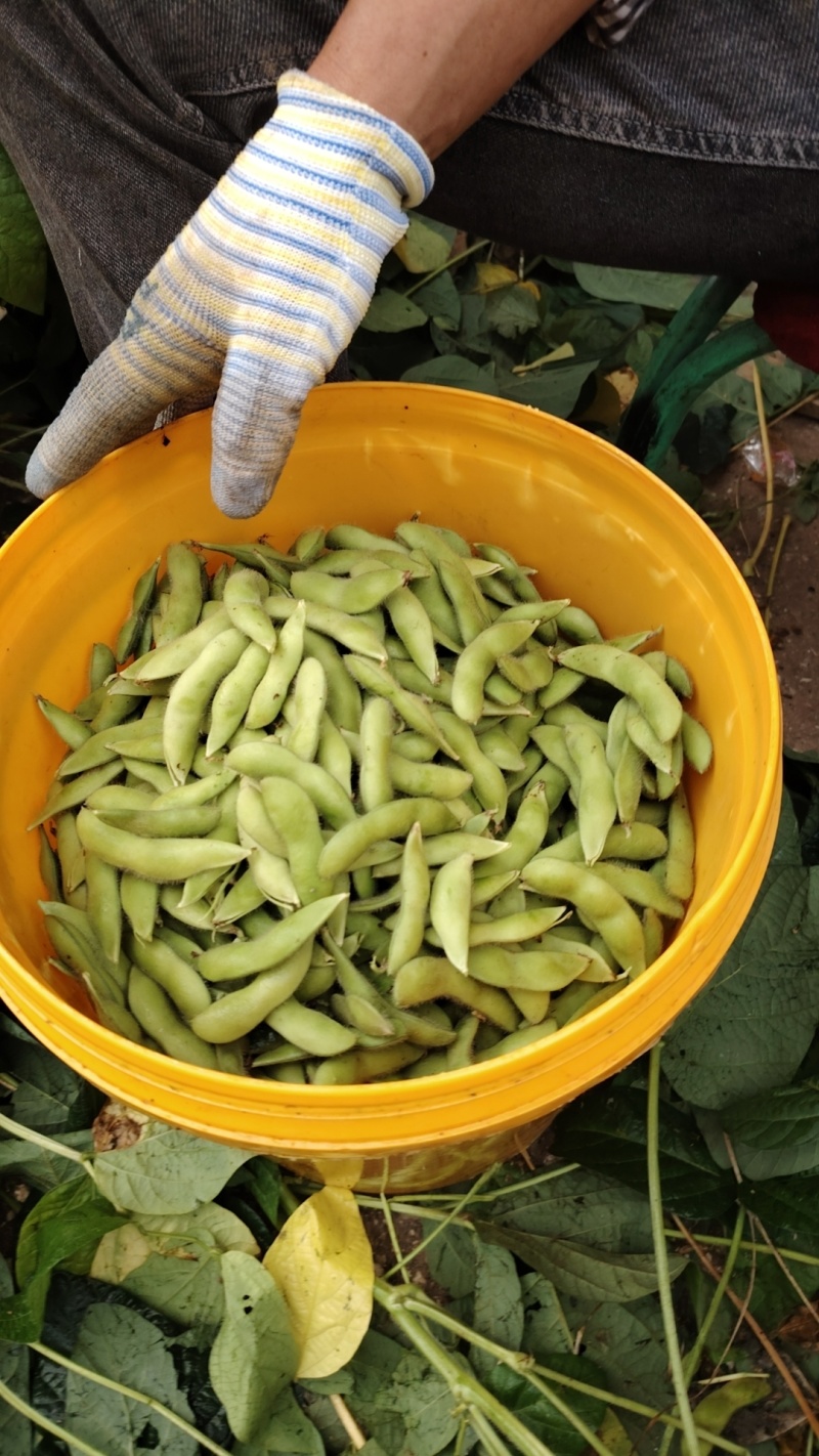 精品毛豆已大量上市