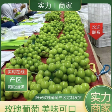 阳光玫瑰,甜度高价格低!欢迎全国采购商实地考察。
