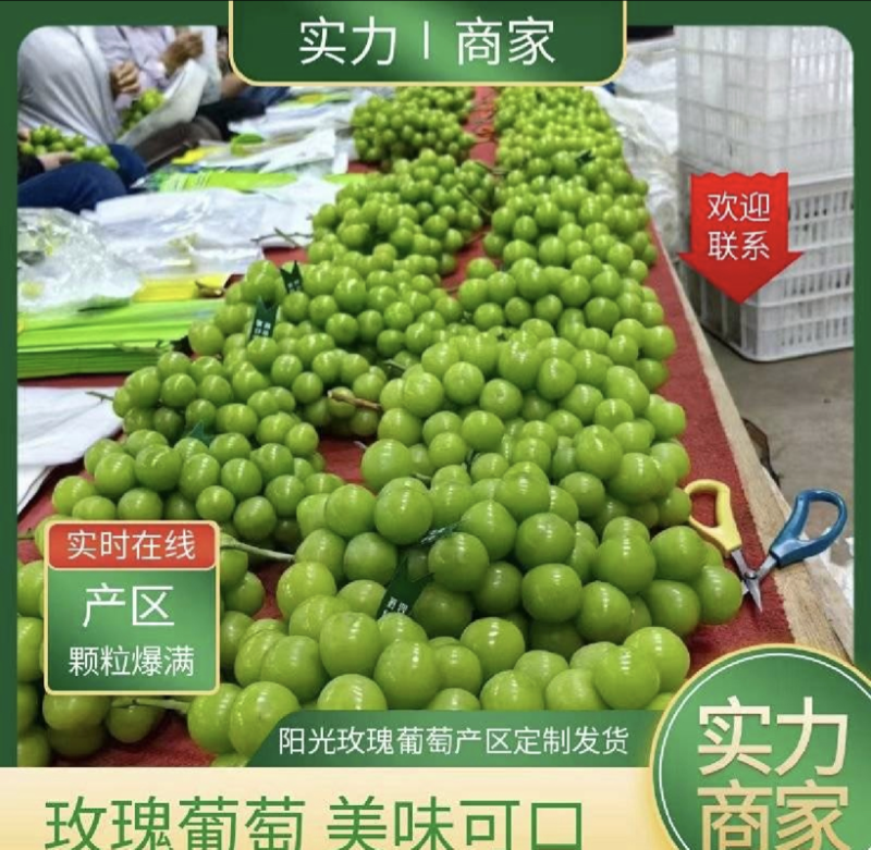 阳光玫瑰，甜度高价格低！欢迎全国采购商实地考察。