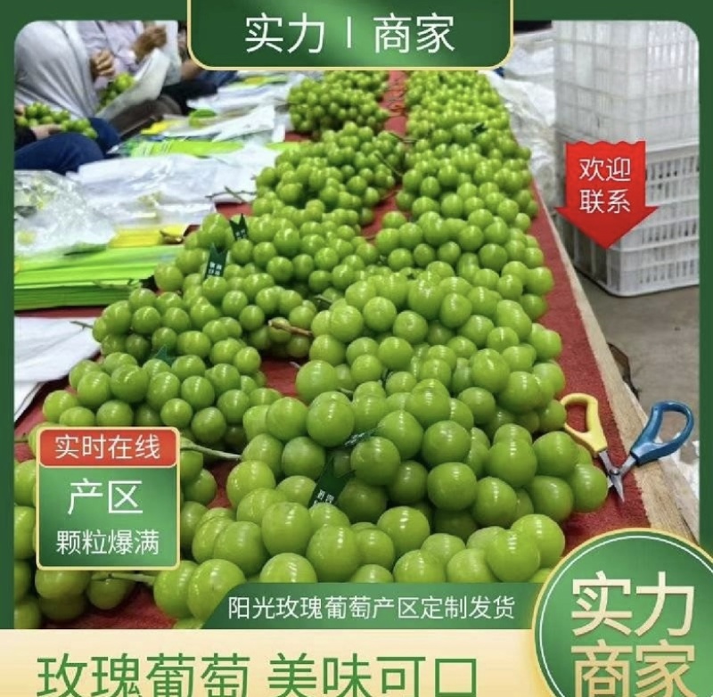 阳光玫瑰，甜度高价格低！欢迎全国采购商实地考察。