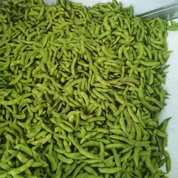 新鲜毛豆，田园时蔬，营养美味，直供农场，快来尝鲜！