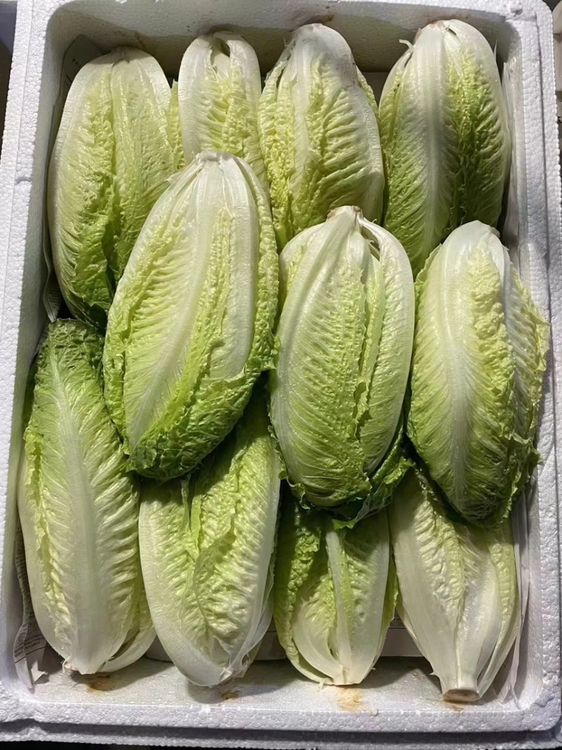 罗马生