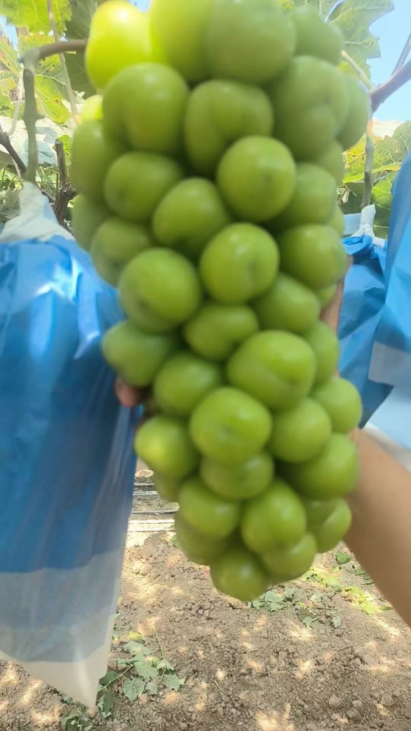 阳光玫瑰葡萄大量上市，颗粒大，表光鲜亮，穿行紧凑，糖度高