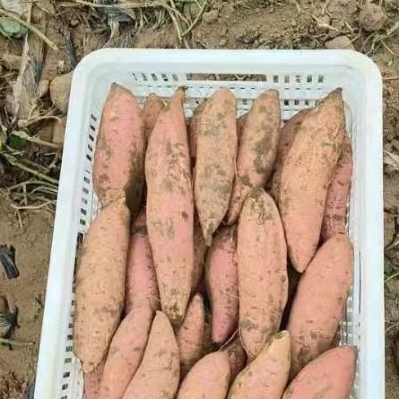 红薯