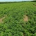 河北改良白术种苗，芽子，种子种植基地，欢迎实地考察！！！