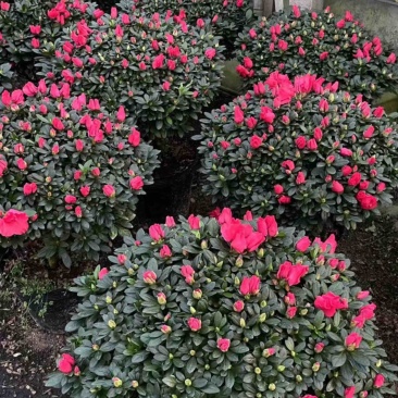 红宝石杜鹃花四季开花