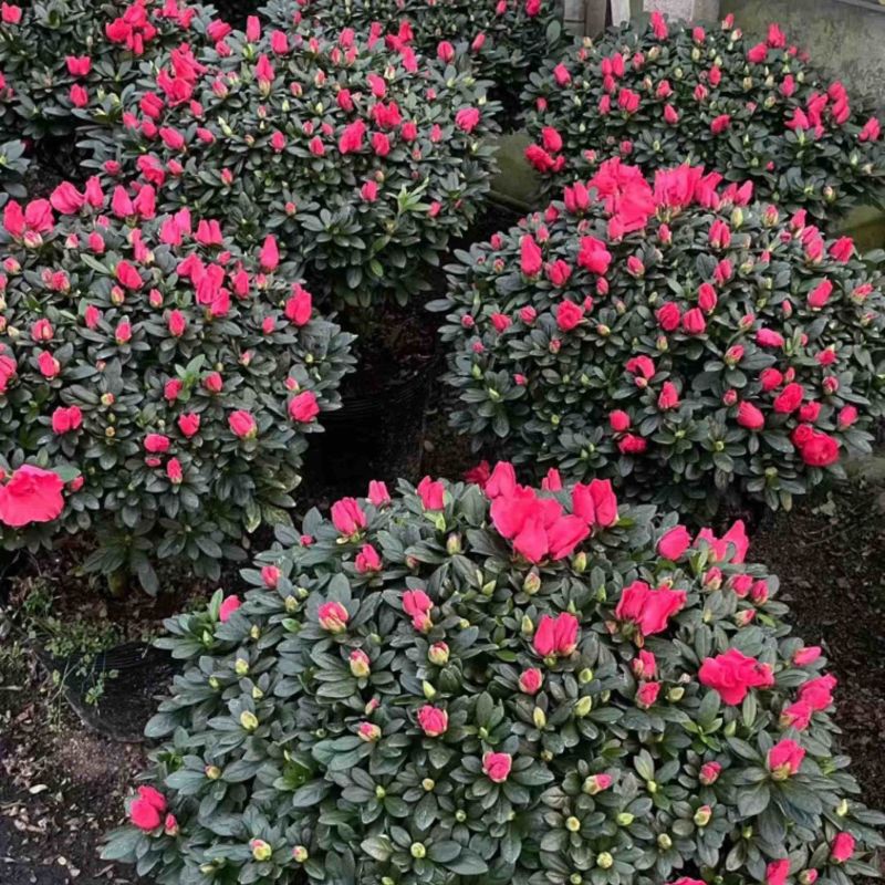 红宝石杜鹃花四季开花