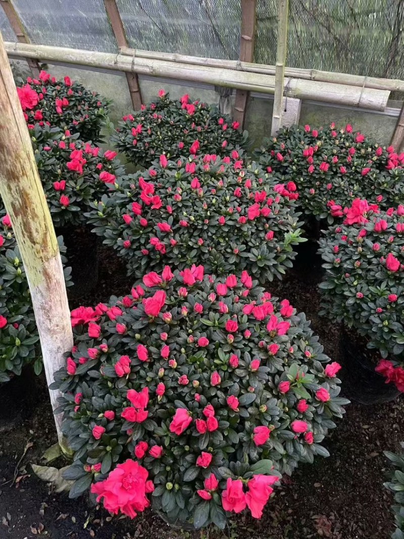 红宝石杜鹃花四季开花
