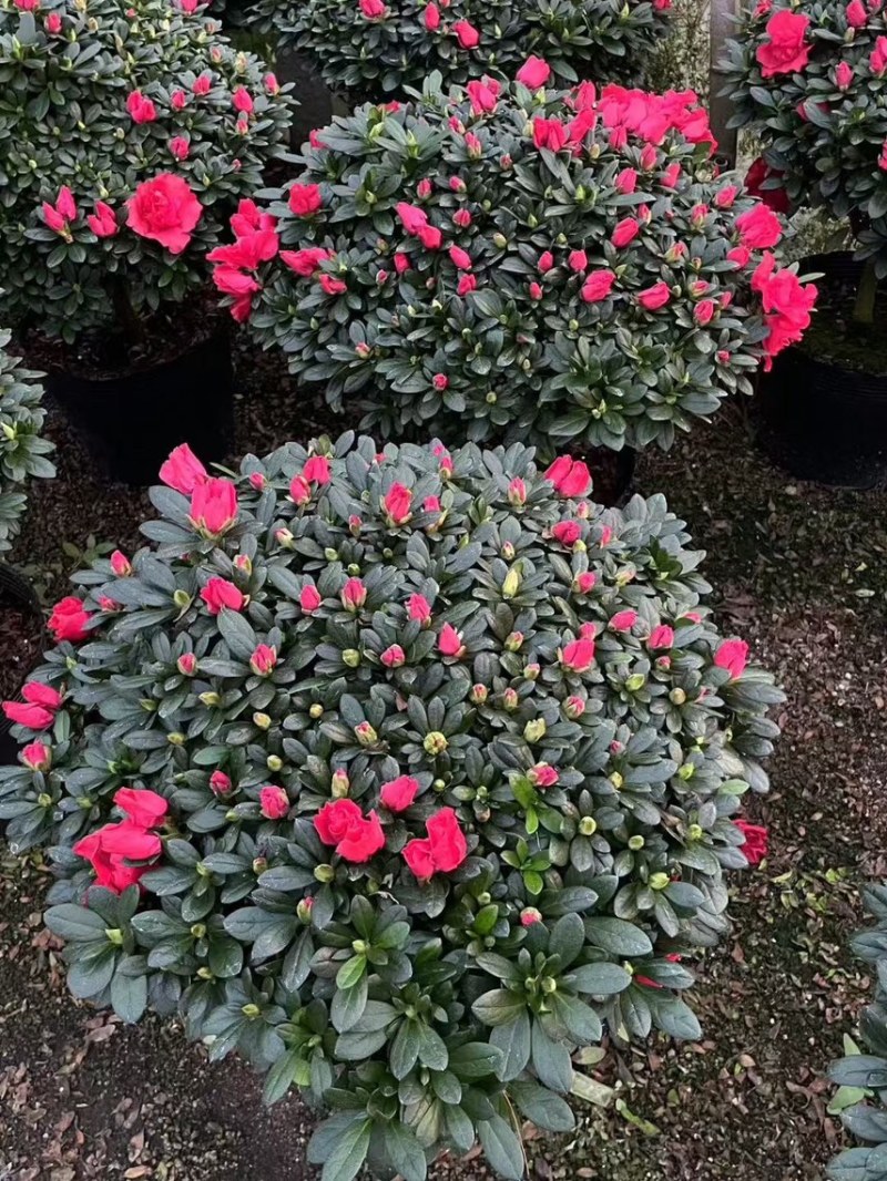 红宝石杜鹃花四季开花