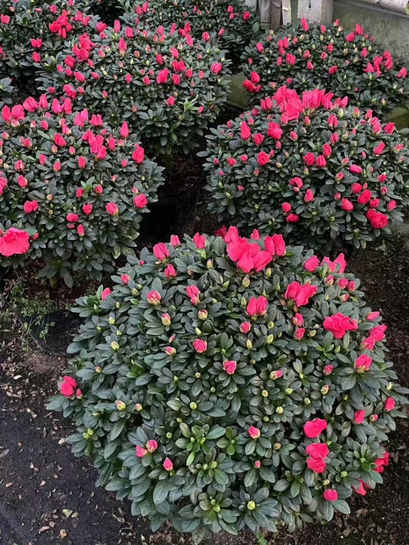 红宝石杜鹃花四季开花