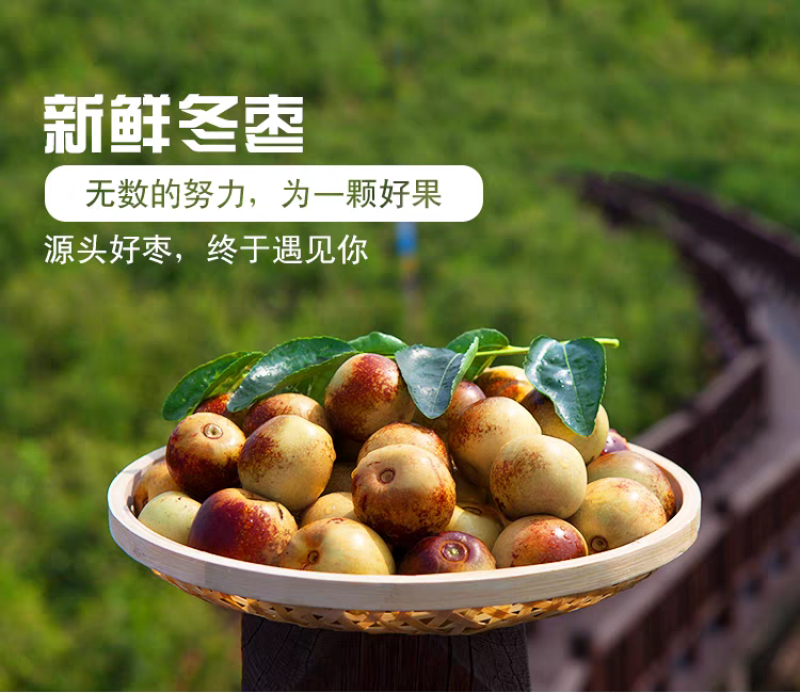 山东沾化冬枣新鲜应季水果枣子5斤包邮产地直发