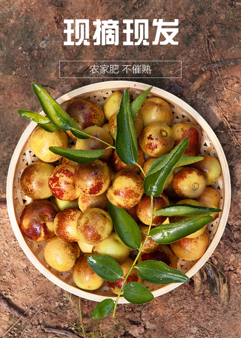 山东沾化冬枣新鲜应季水果枣子5斤包邮产地直发
