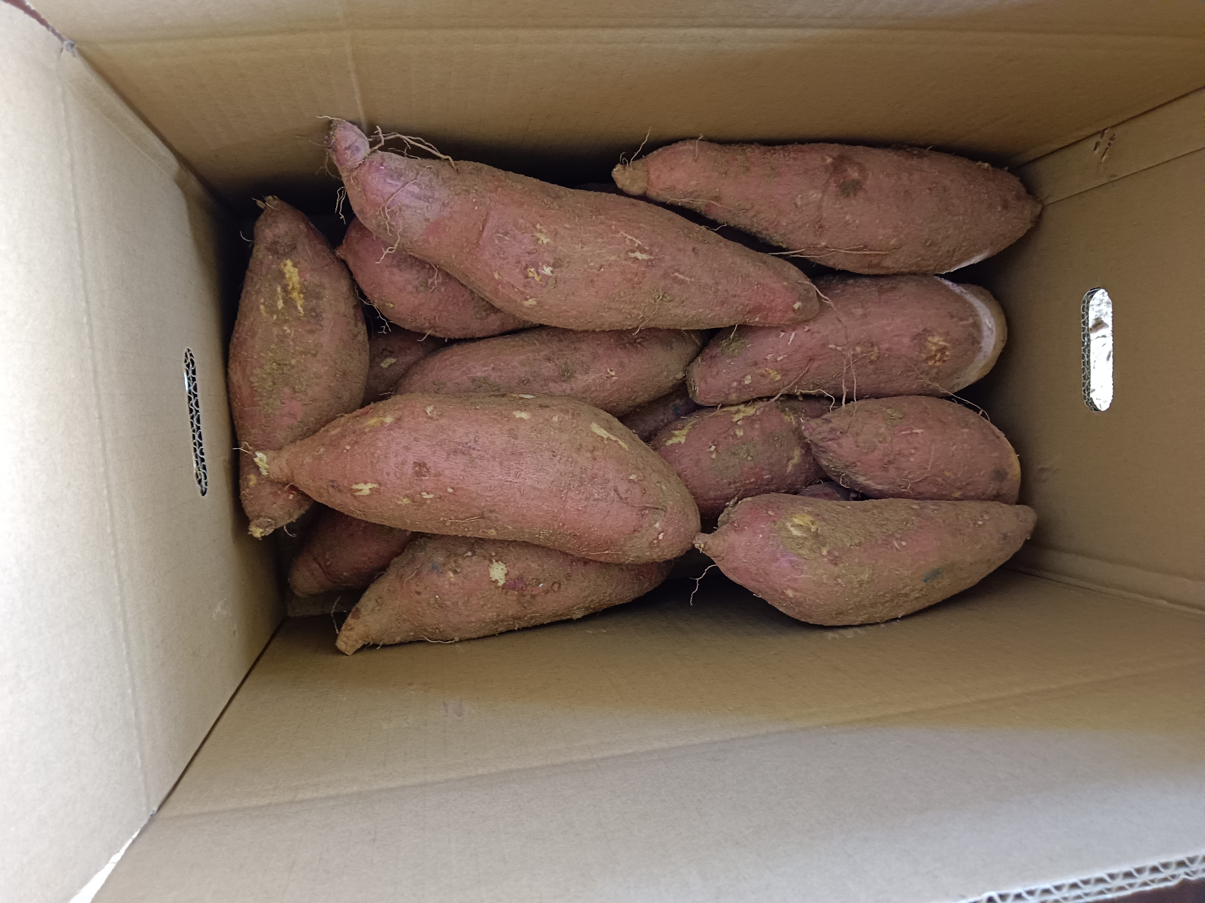 一张展示红薯保存方法的示意图,包括纸箱存放、通风环境等元素 红薯保存方法示意图