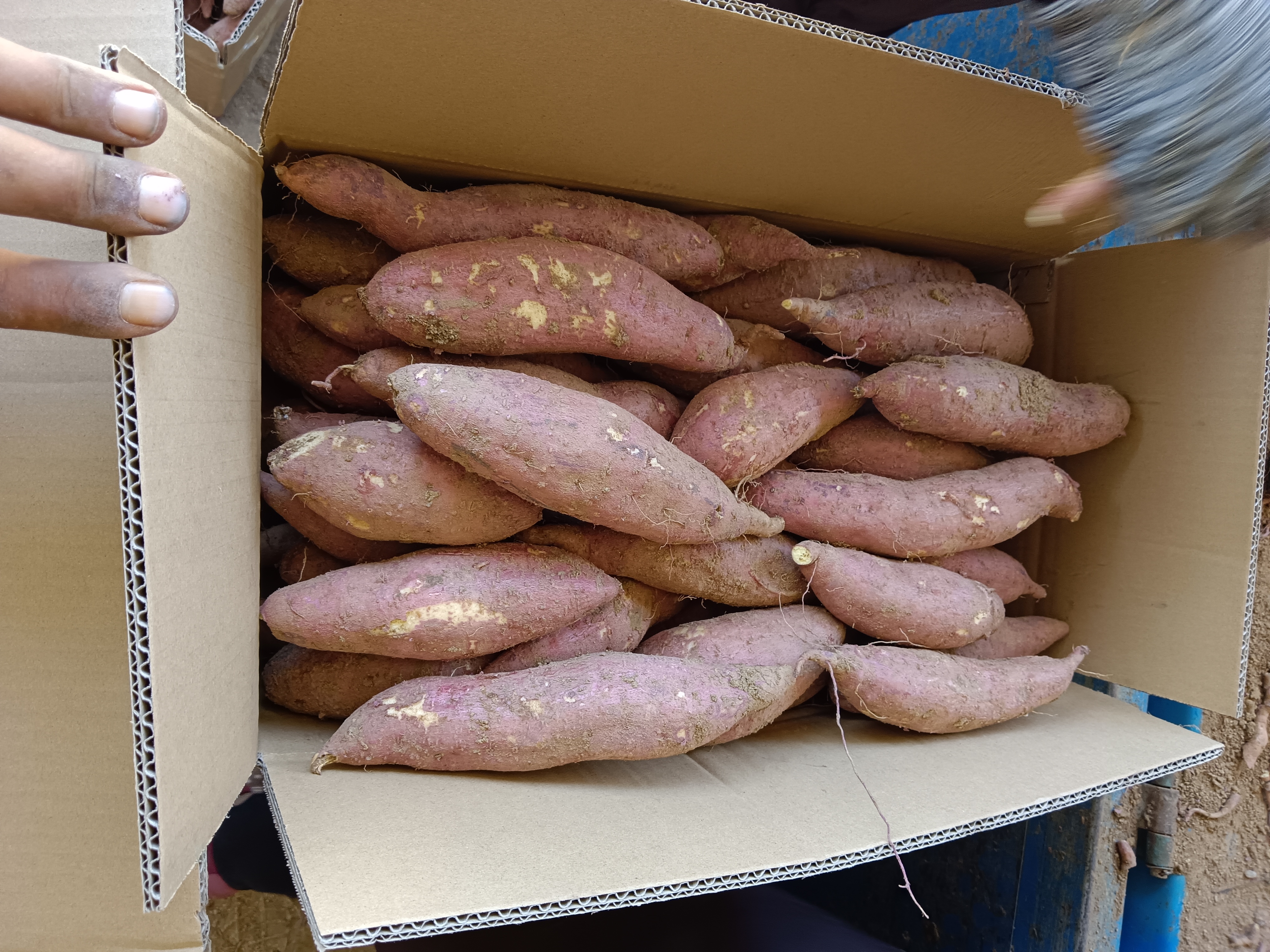 红薯与山药对比图