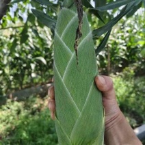 夏播，鲜食水果玉米