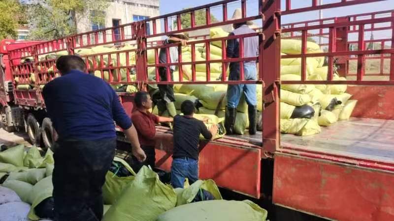 【腌芥菜】腌制酸菜国家地理标志农产品，量大价格便宜。