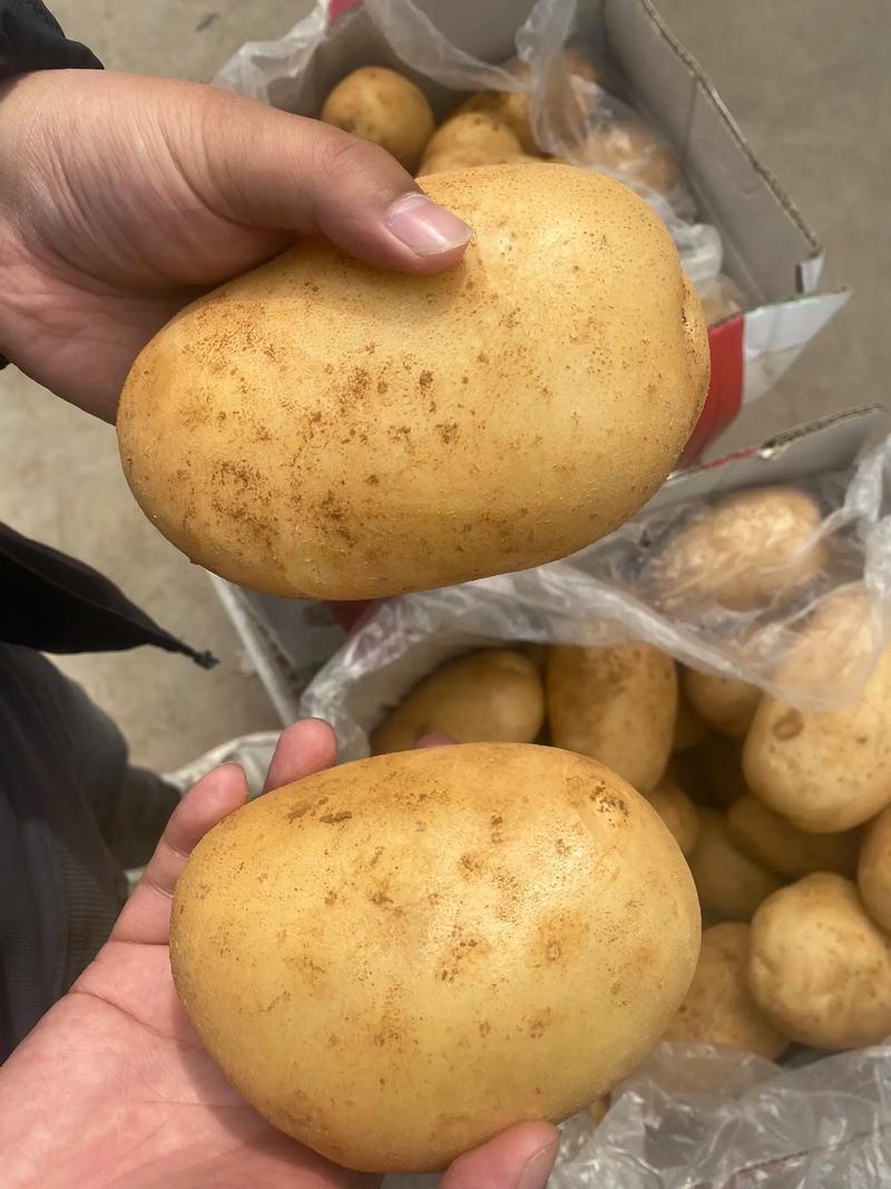 内蒙古库布齐沙漠土豆皮毛好口感好，个头大，