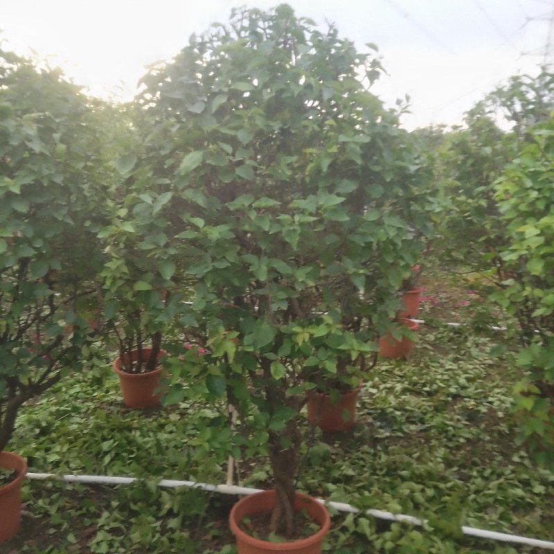 多种花色多规格三角梅