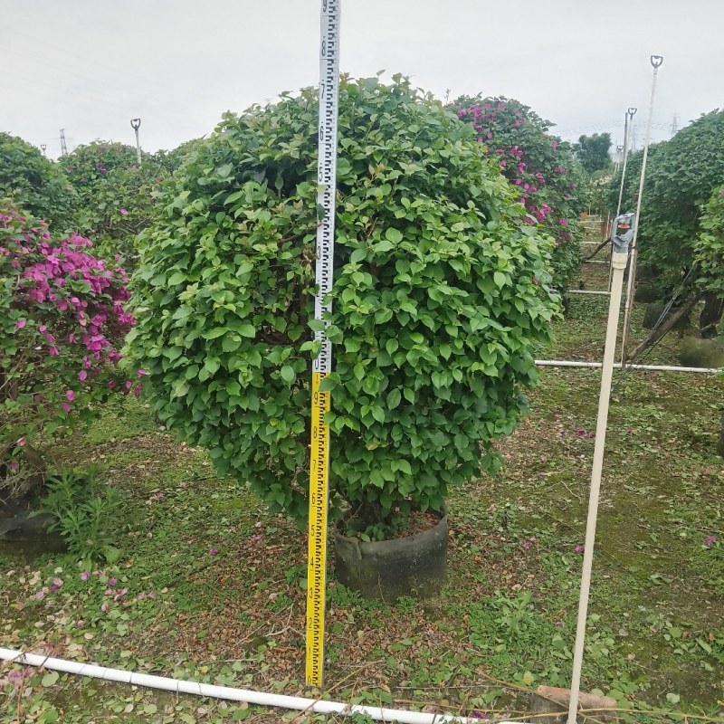 多种花色多规格三角梅