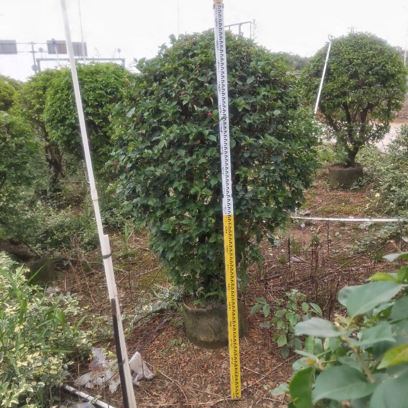 多种花色多规格三角梅