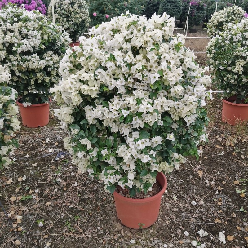 多种花色多规格三角梅