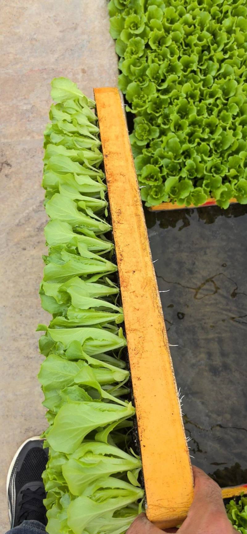 云南直发意大利生菜苗，土球好成活率%99
