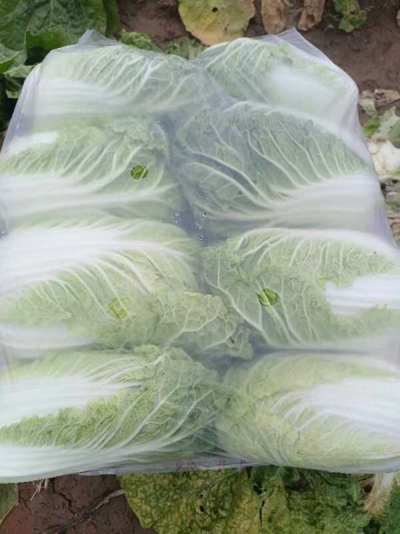 精品白菜，货量充足，产量直发，欢迎客商来电咨询
