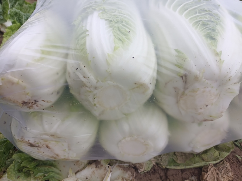 精品白菜，货量充足，产量直发，欢迎客商来电咨询