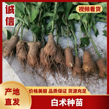 河北改良白术种苗，芽子，种子种植基地，欢迎实地考察！！！