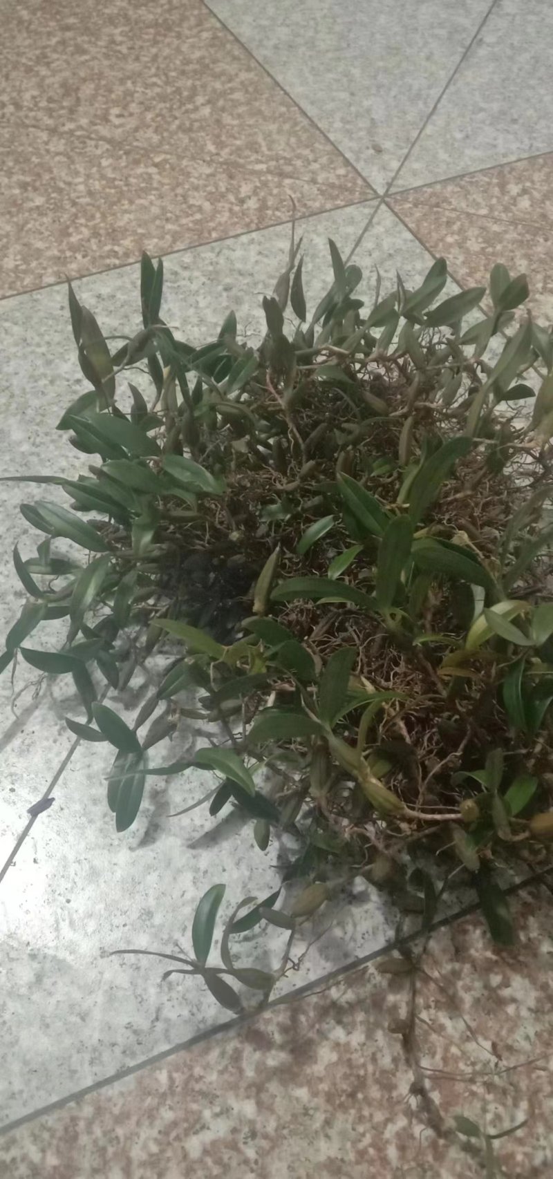双叶石橄榄
