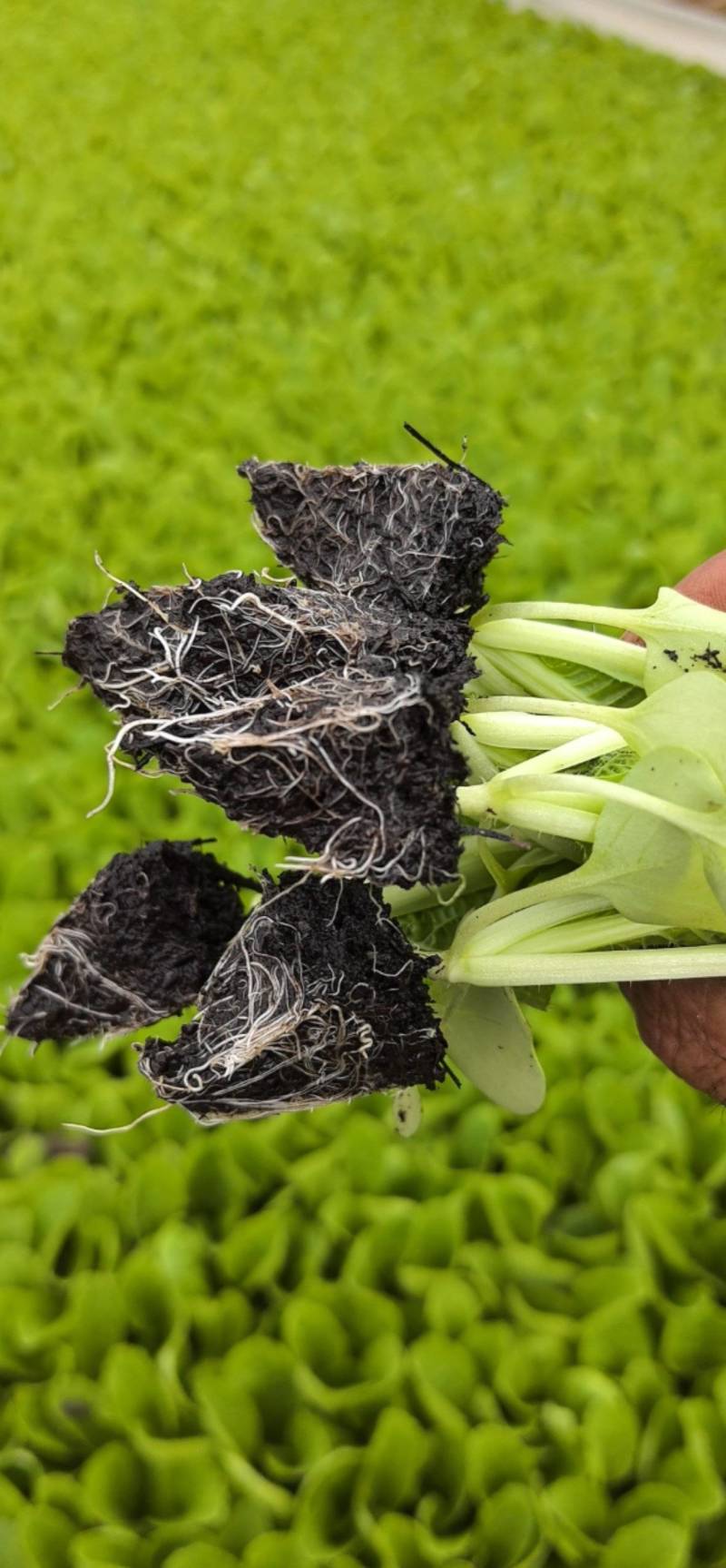 云南直发大娃娃菜，土球好成活率高%99