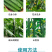 施劲章植物疫苗解药害降农残有机水溶肥料植物免疫