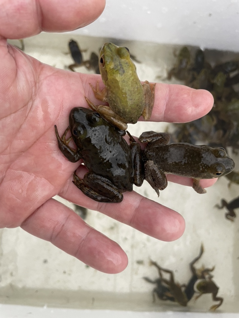 牛蛙苗统货刚刚上岸断尾欢迎来电送货上门包活