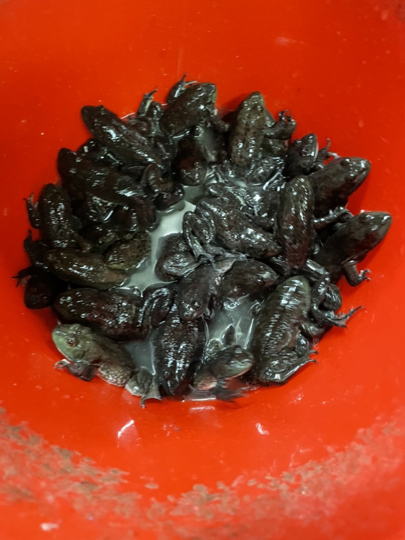 牛蛙苗统货刚刚上岸断尾欢迎来电送货上门包活