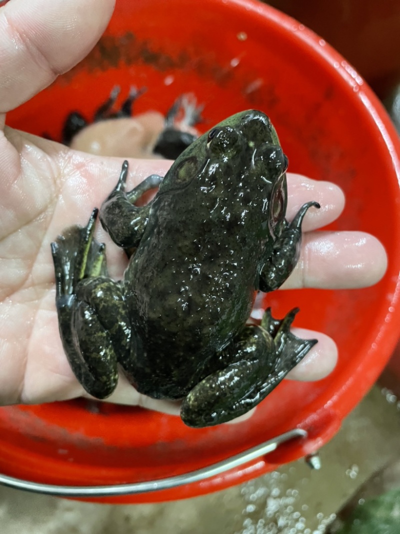 牛蛙苗统货刚刚上岸断尾欢迎来电送货上门包活